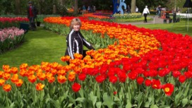 2014-04-17 Holland Tulips 25.jpg